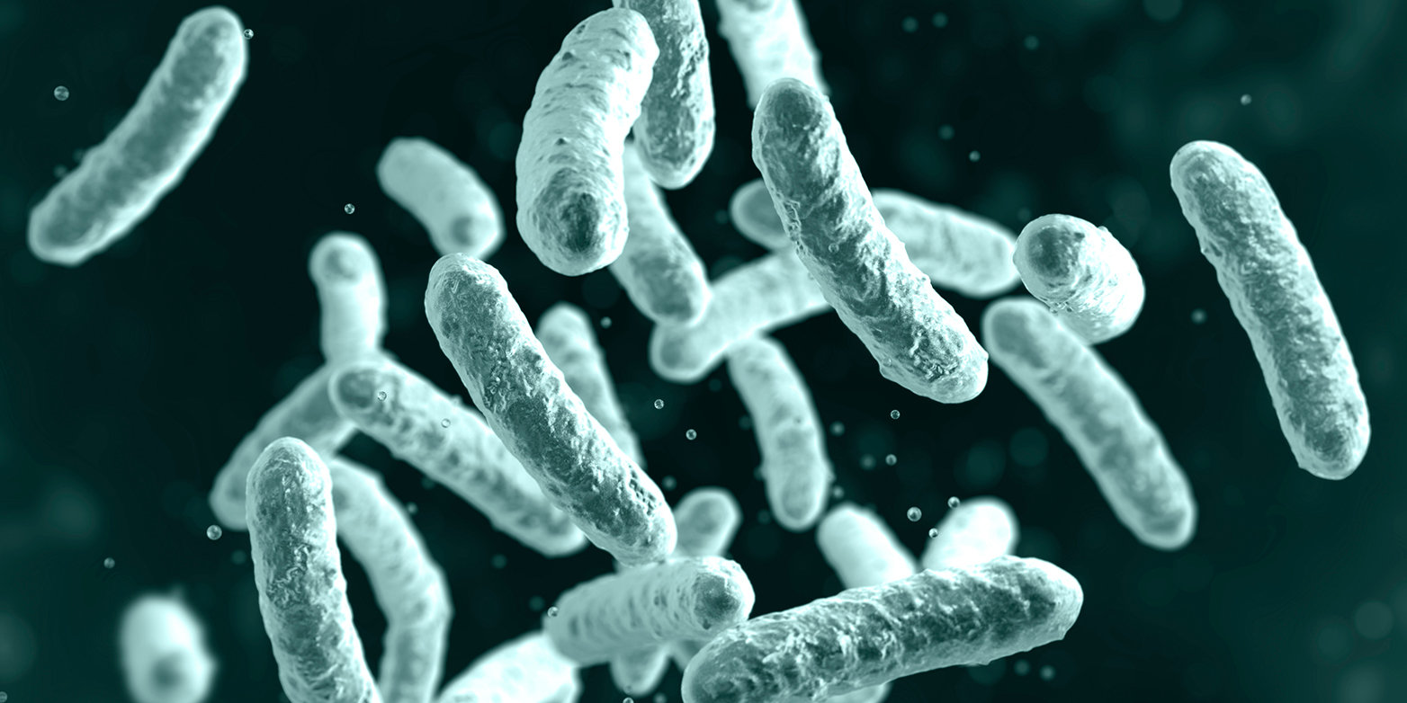 Salmonella is surrounded by a protective coating that shields it from the host’s defences as well as from viruses that often infect and kill the bacteria. (Visualization: Shutterstock)