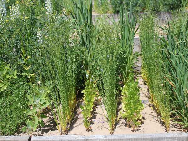A bed with coriander and flax plants