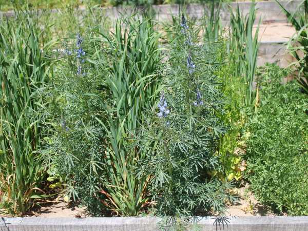 Oats and blue lupine in one bed
