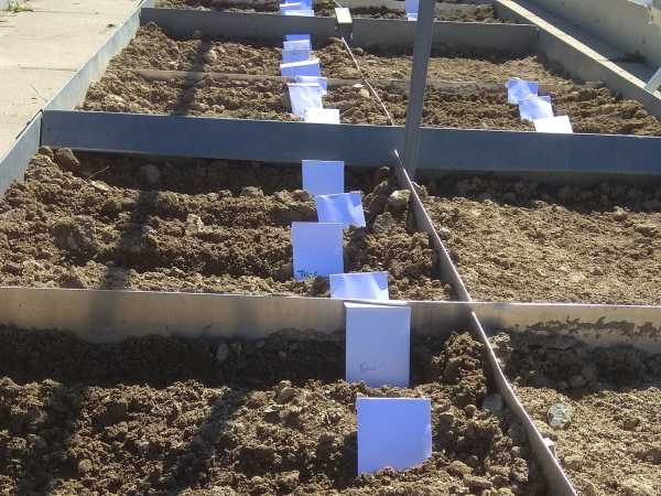 Preparing the sowing of the crop diversity experiment in four rows per experimental plot.