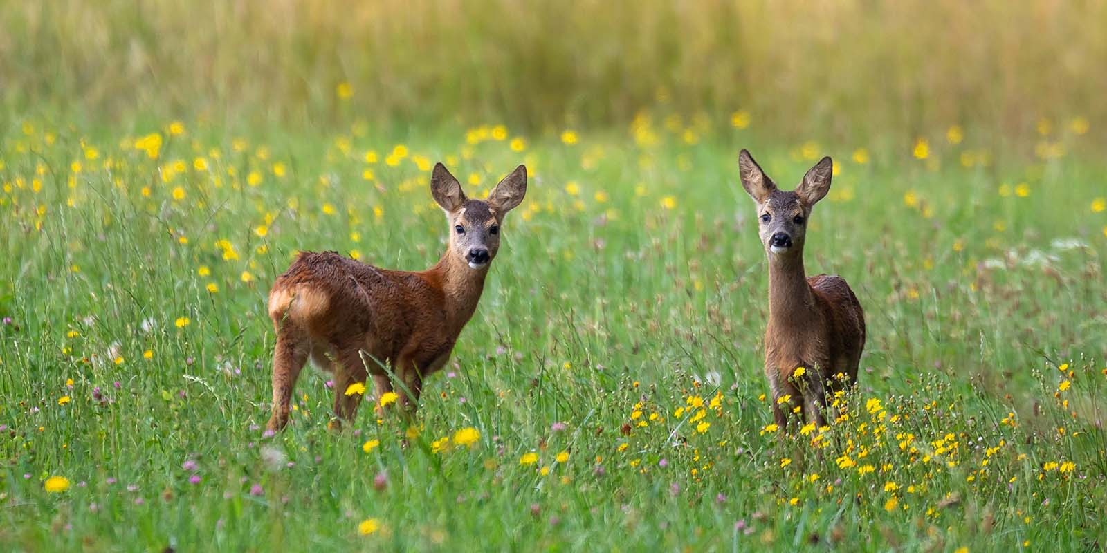 Two deer in a meadow