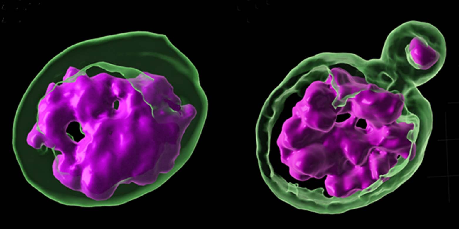 Cell with an intact nucleus and cell with a micronucleus