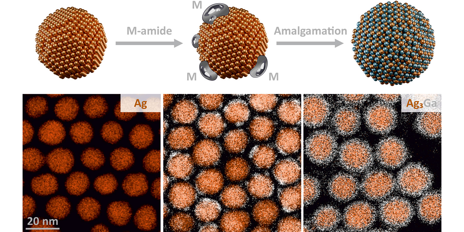 Enlarged view: The production process of an intermetallic nanocrystal (upper row: schematic, lower row: electron microscope images). To the solution containing nanocrystals of the first material (left), the second metal (“M”) is added as an amide and subsequently accumulates as a liquid on the nanocrystals (centre). Amalgamation finally results in intermetallic nanocrystals (right). (Images: CMD)