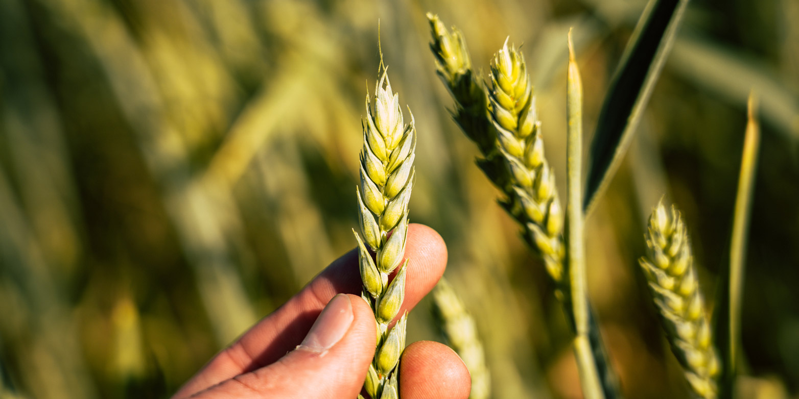 A hand holding wheat plant