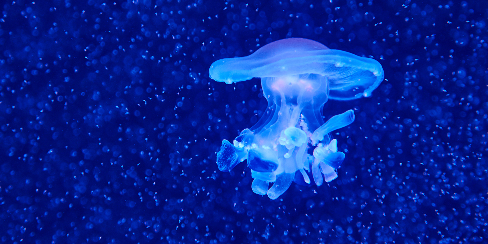 jellyfish drifting in a plankton cloud