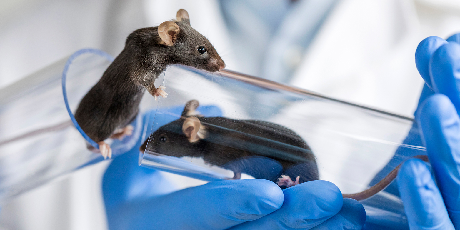 Two mice in plexiglass tubes are held by two hands in blue gloves