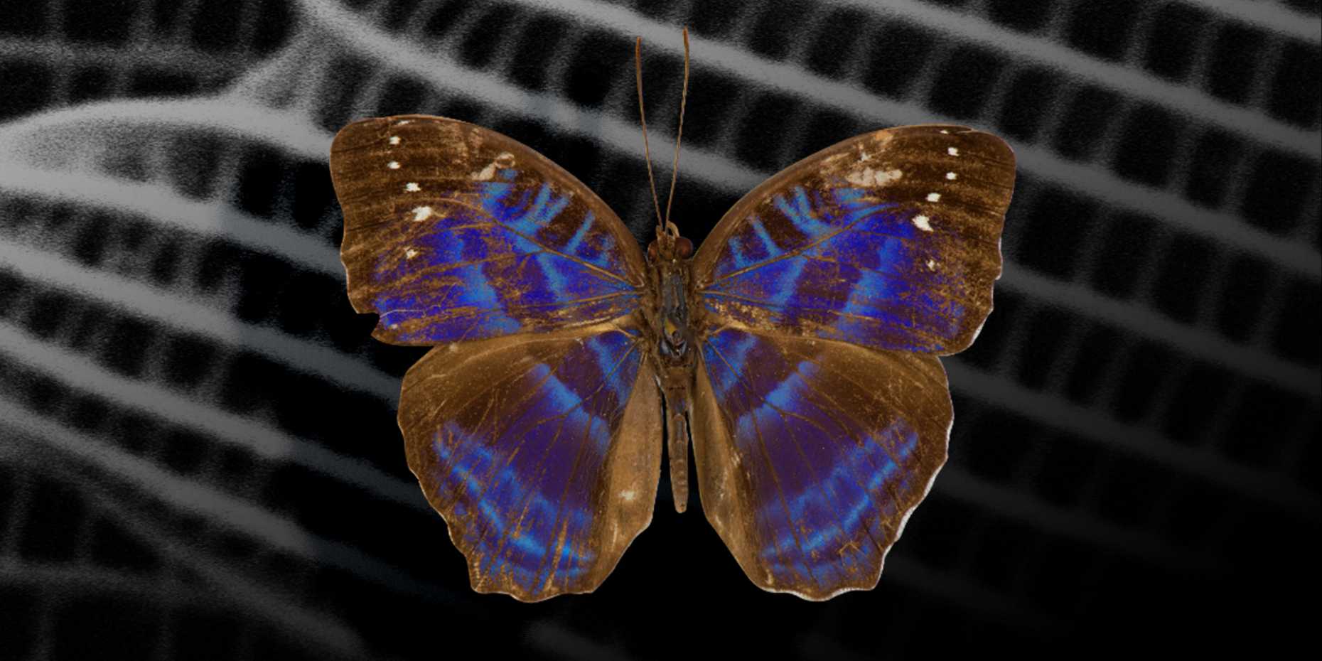 Visualisation of the butterfly species Cynandra opis