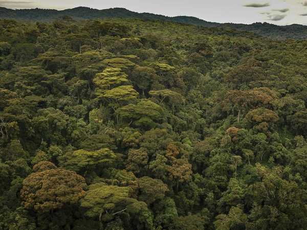 Mountain rainforest of Kahuzi-Biéga National