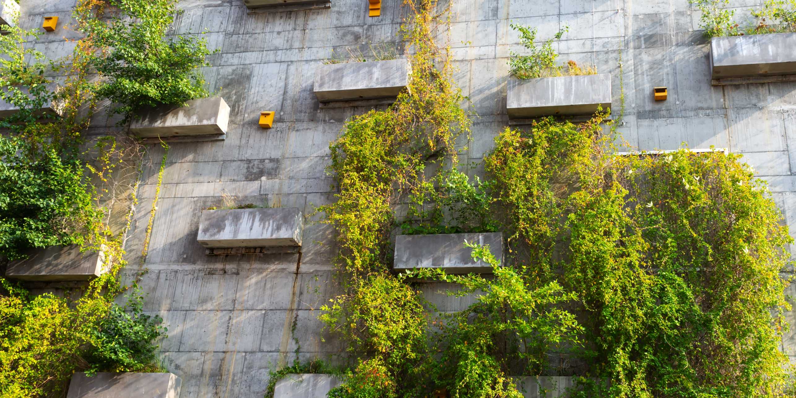 concrete wall with greenery