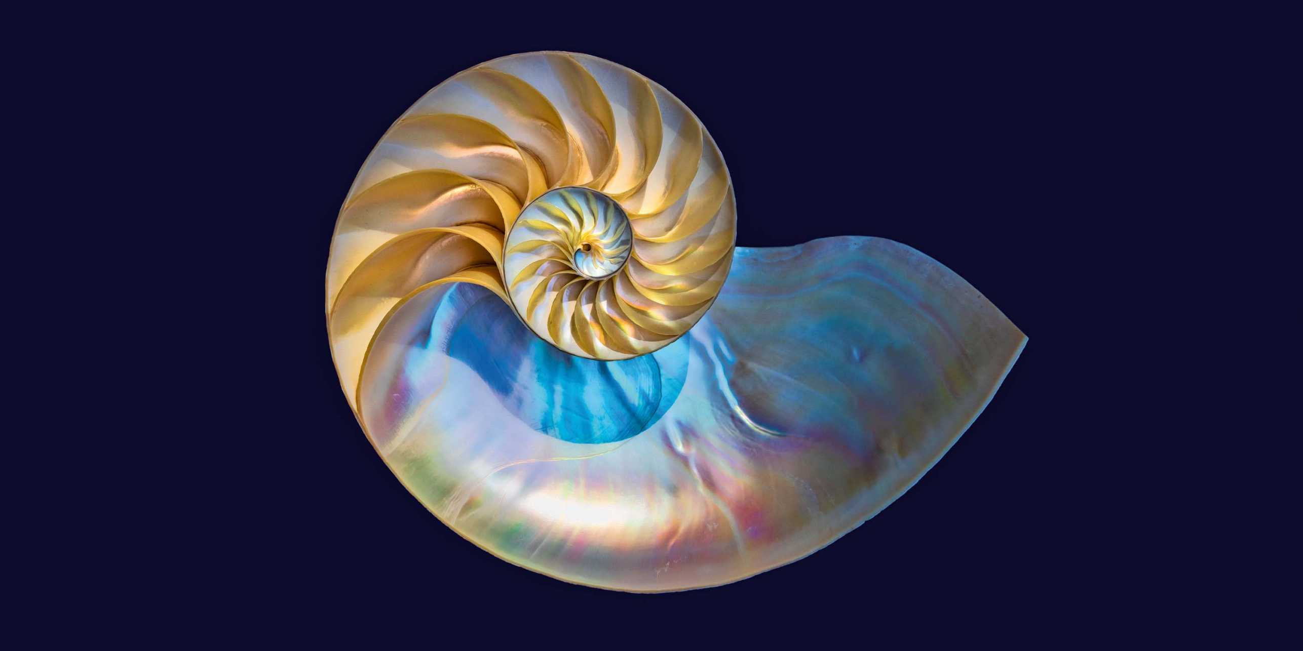 A shimmering shell from the inside