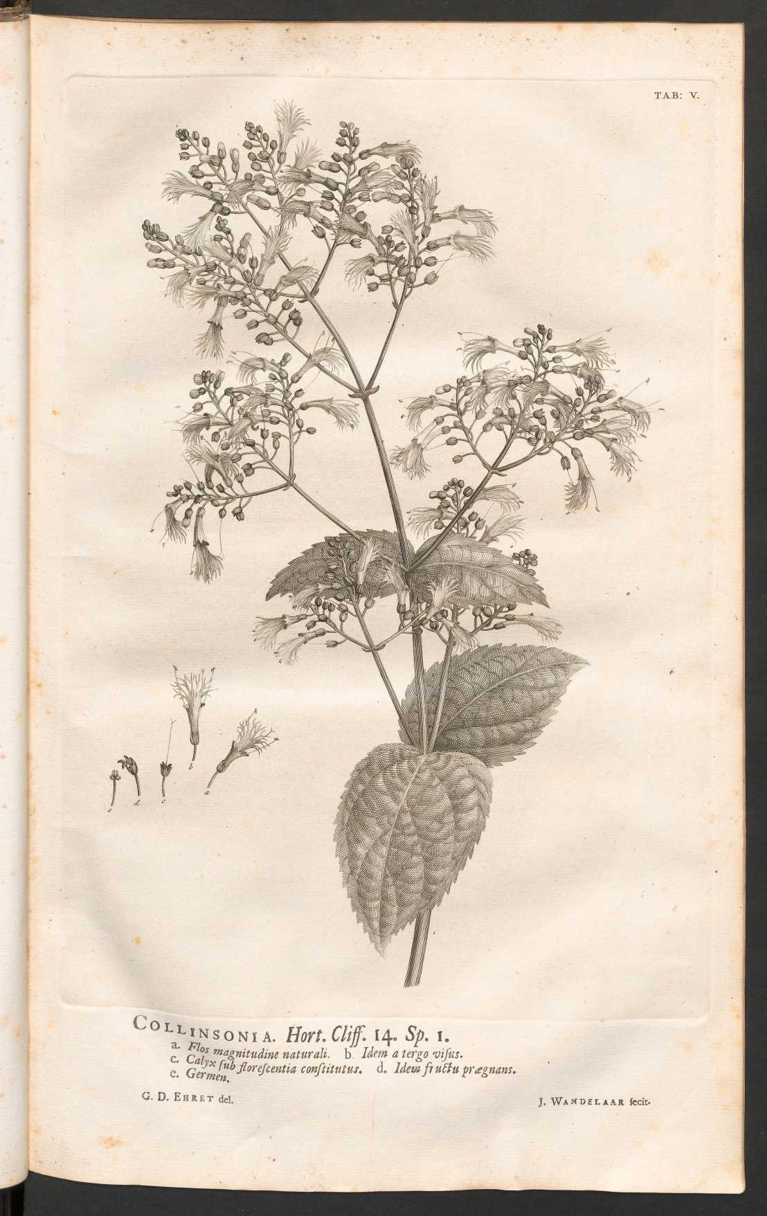 Drawing of a plant on paper
