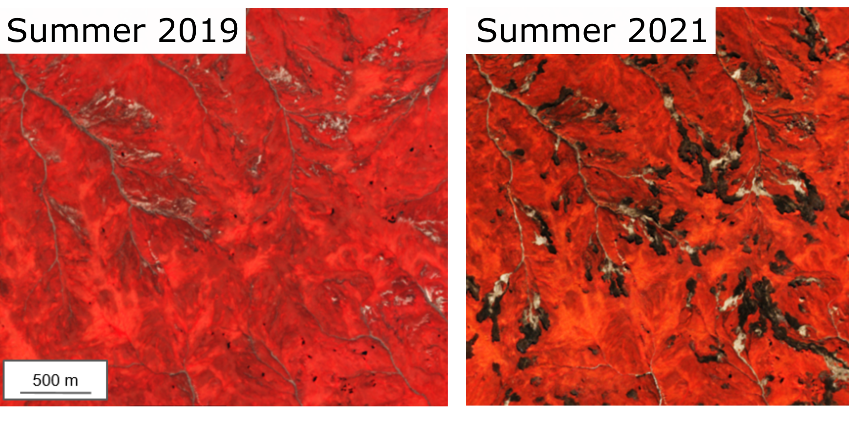 Two satellite photos in comparison. Left from summer 2019, right from summer 2021. The left one is nearly completely red, which visualizes a lot of vegetation. The right photo shows a lot of dark spots signalising swamps.