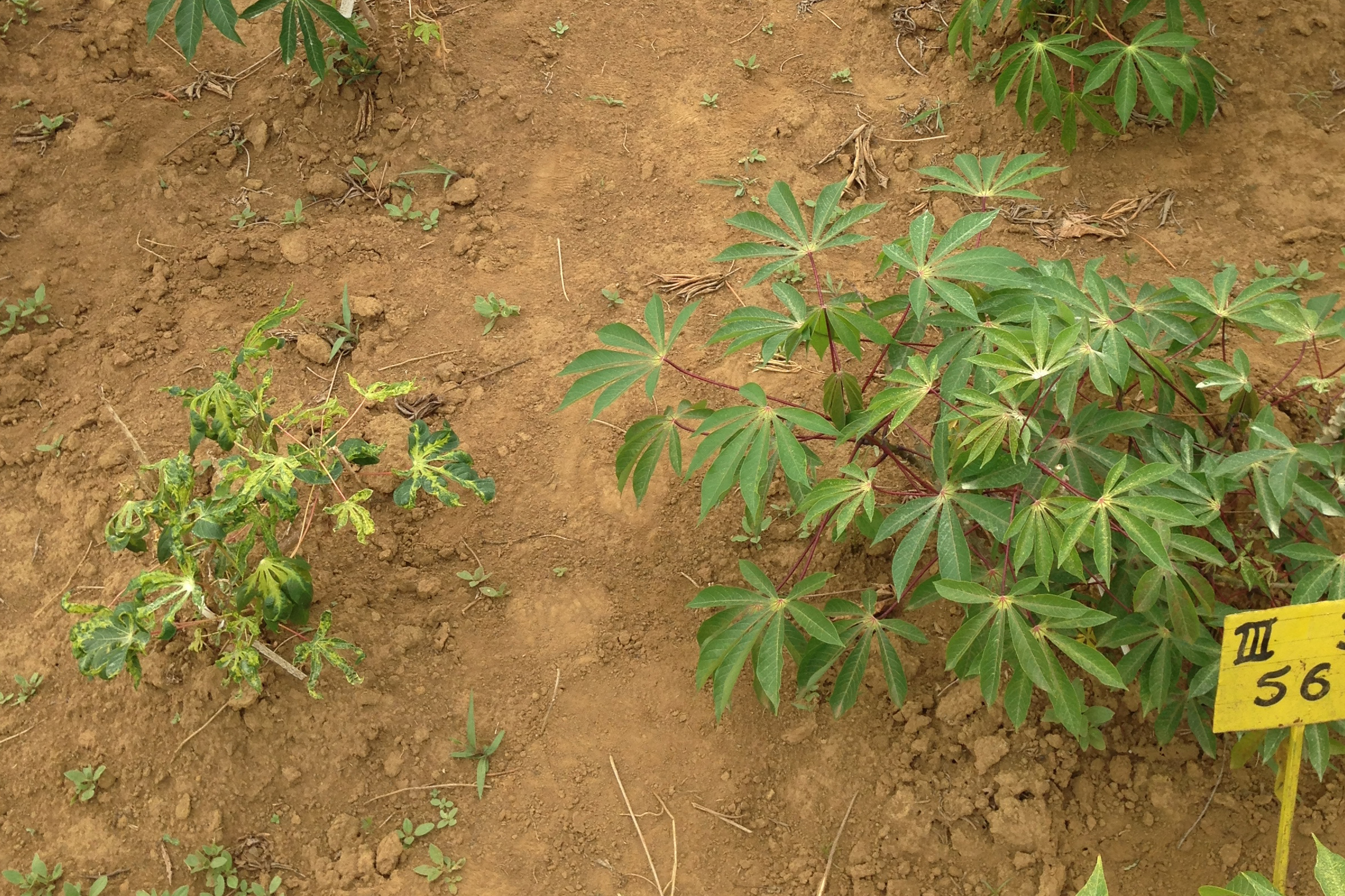 The plant on the left is infected by DNA geneminiviruses that cause cassava mosaic disease, while the plant on the right is healthy. (Photograph: Wilhelm Gruissem / ETH Zurich)