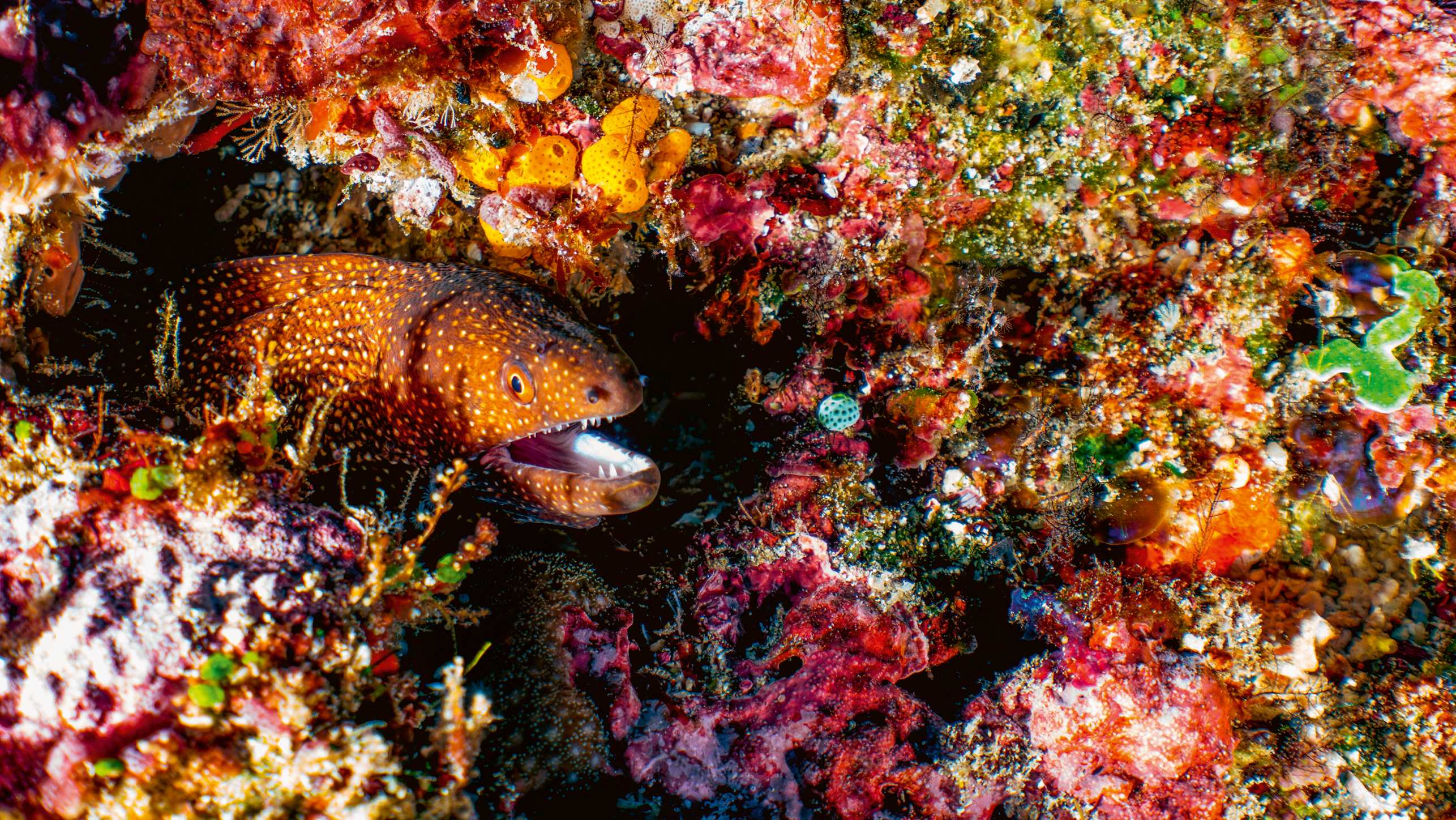 A big brown fish in a coral reef