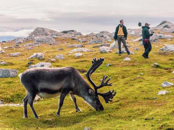 Enlarged view: Reindeer in the foreground, two researchers in the background