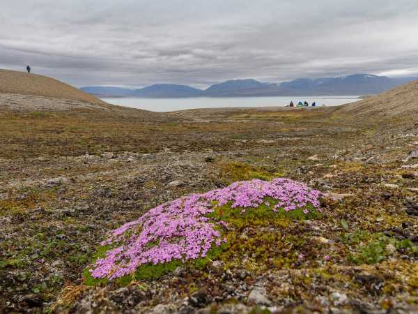 A pink flowering cushion plant in the foreground, mountains and sea in the background