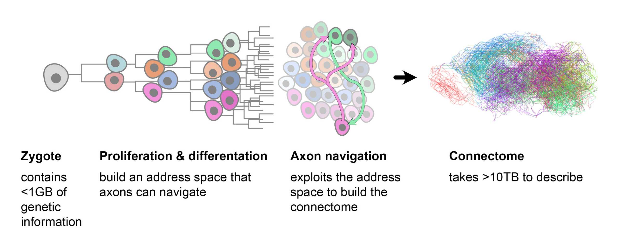 Graphic on the emergence of neuronal networks