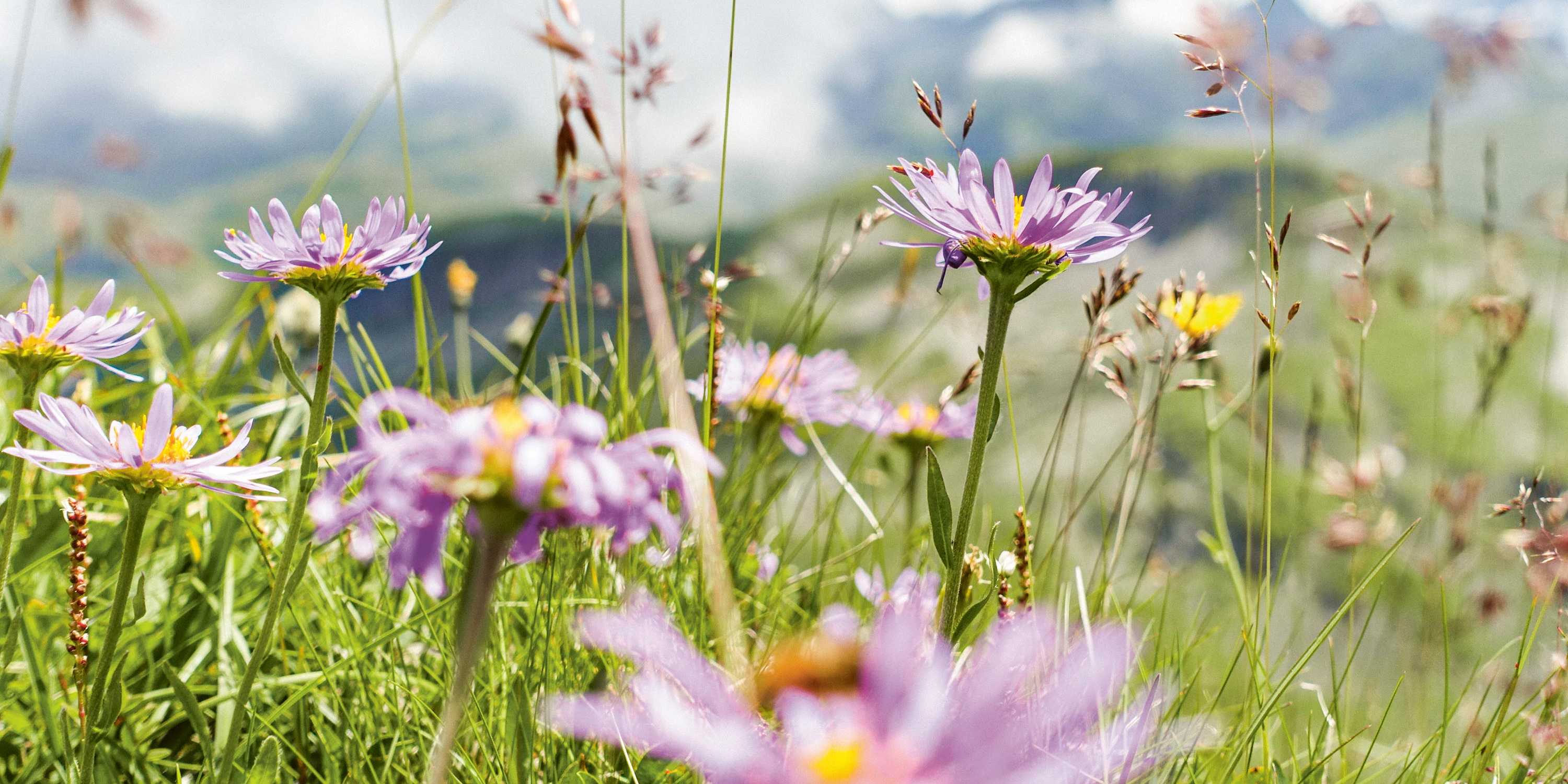 Flowering alpine asters
