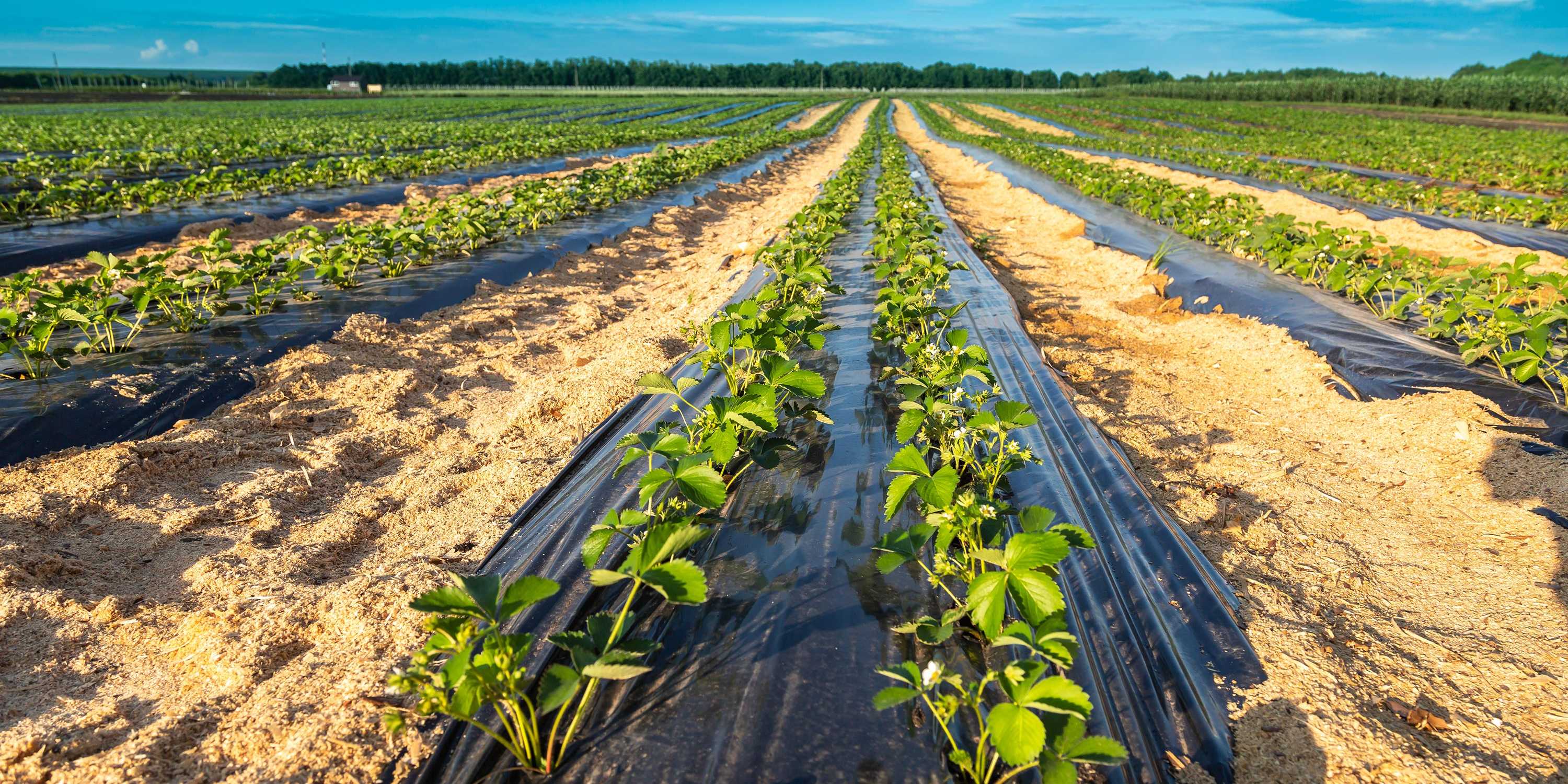 Strawberry plants in rows, plastic film covers the soil under the plants