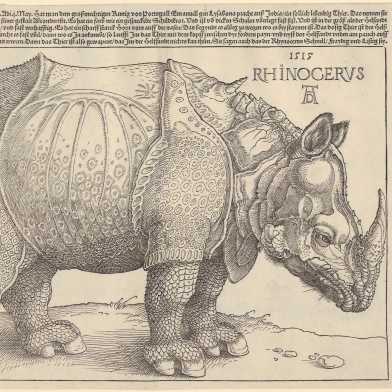 Albrecht Dürer: Rhinocerus, 1515 (Photograph: Graphische Sammlung ETH Zürich)