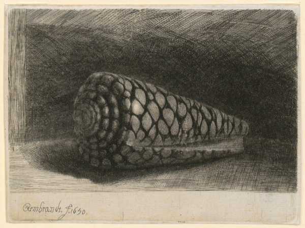 This image shows a digital version of Rembrandt Harmensz. van Rijn's The Shell from 1650.