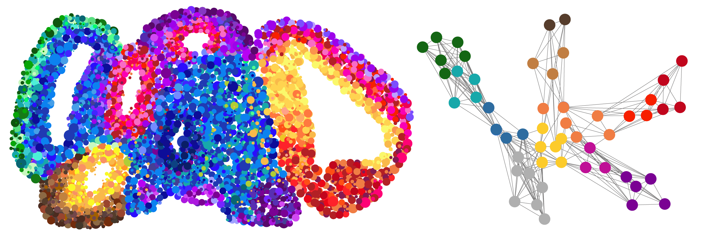 Map of a brain organoid: The colours of the cells shown as circles indicate different cell types. Right: Regulatory network of transcription factor genes that controls the development of a brain organoid.