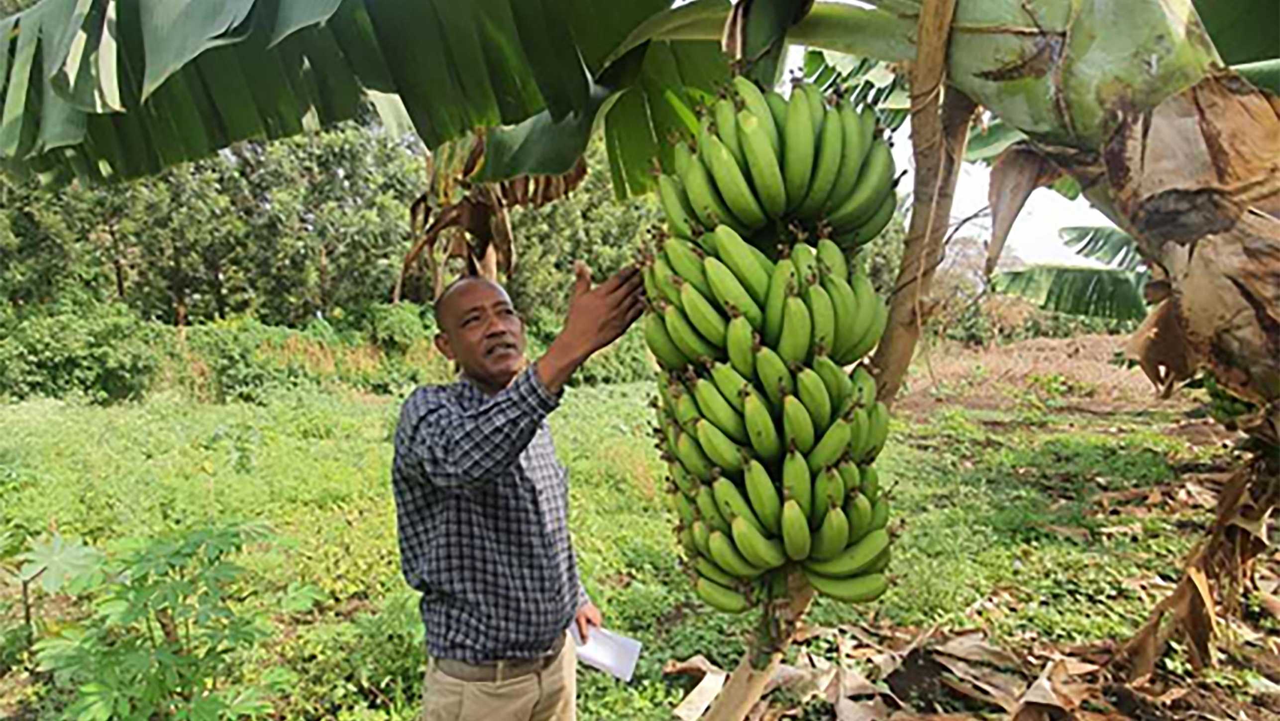 Runres scientist Abebe Arba shows yields in banana perennials.