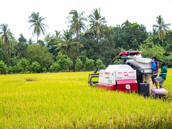 Rice field is harvested with agricultural machine