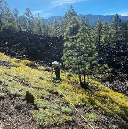 Researchers study the vegetation next to a road in Tenerife, Canary Islands.