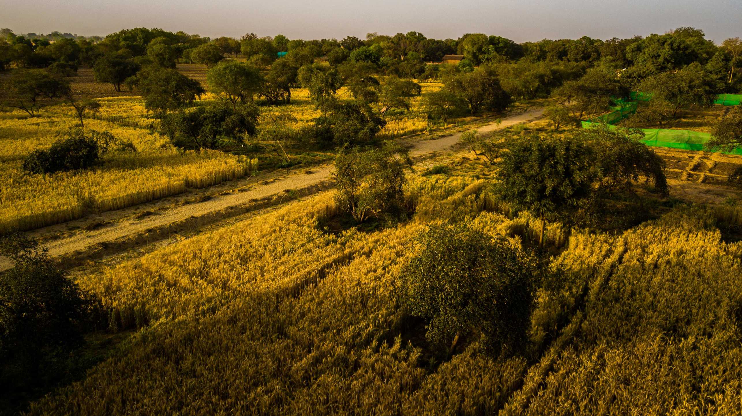 Aerial shot of an agroforestry farm