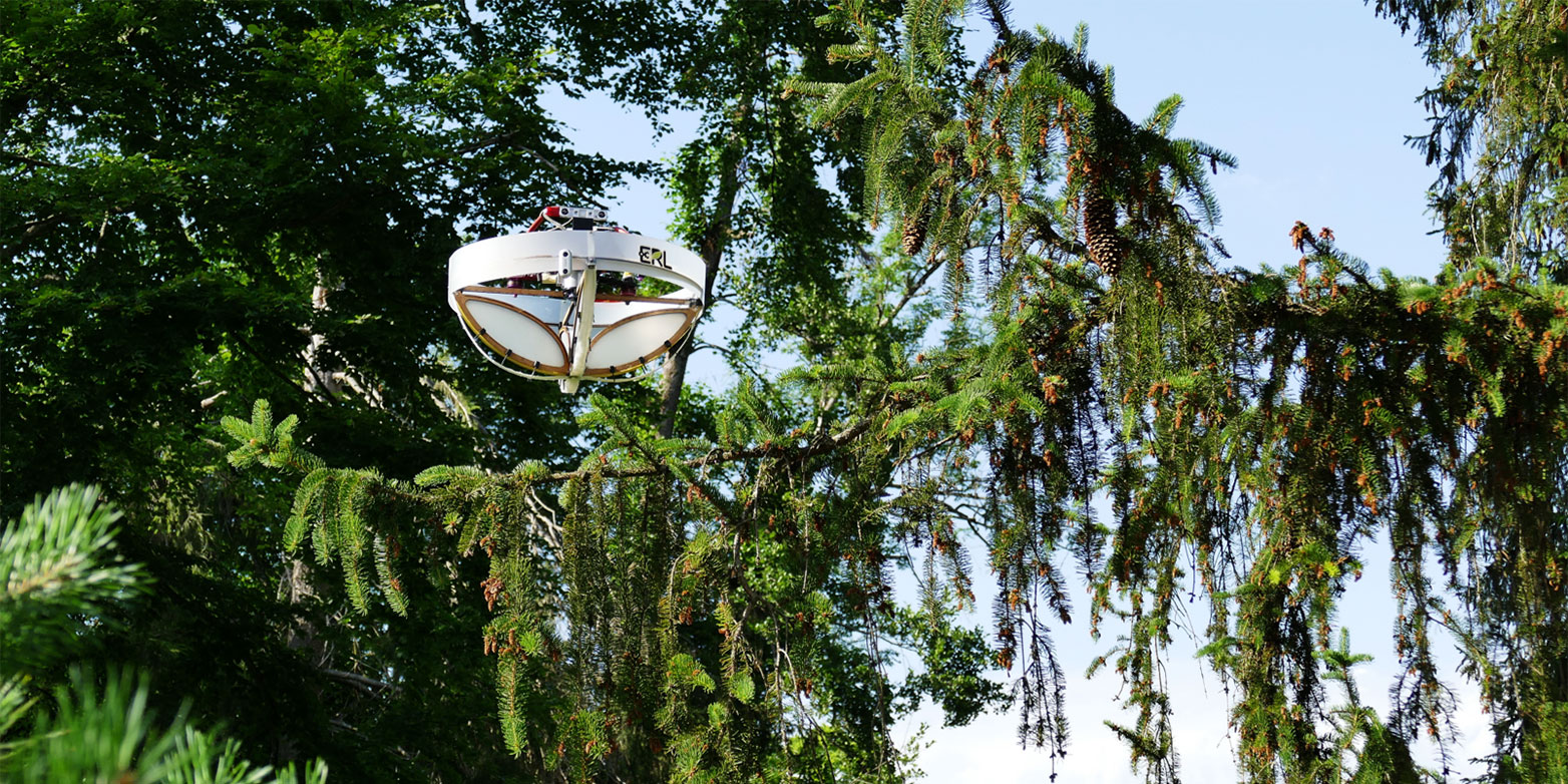 Drone flies through fir forest