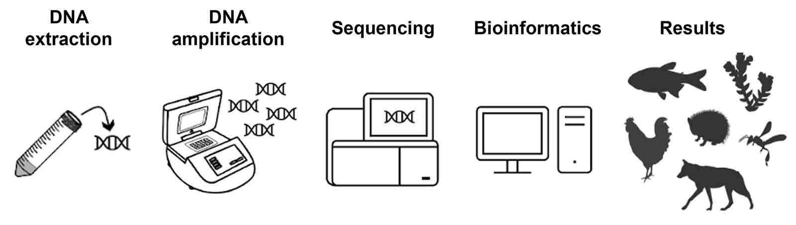 Pictorial representations for DNA extraction, DNA amplification, sequencing, bioinformatics and results.