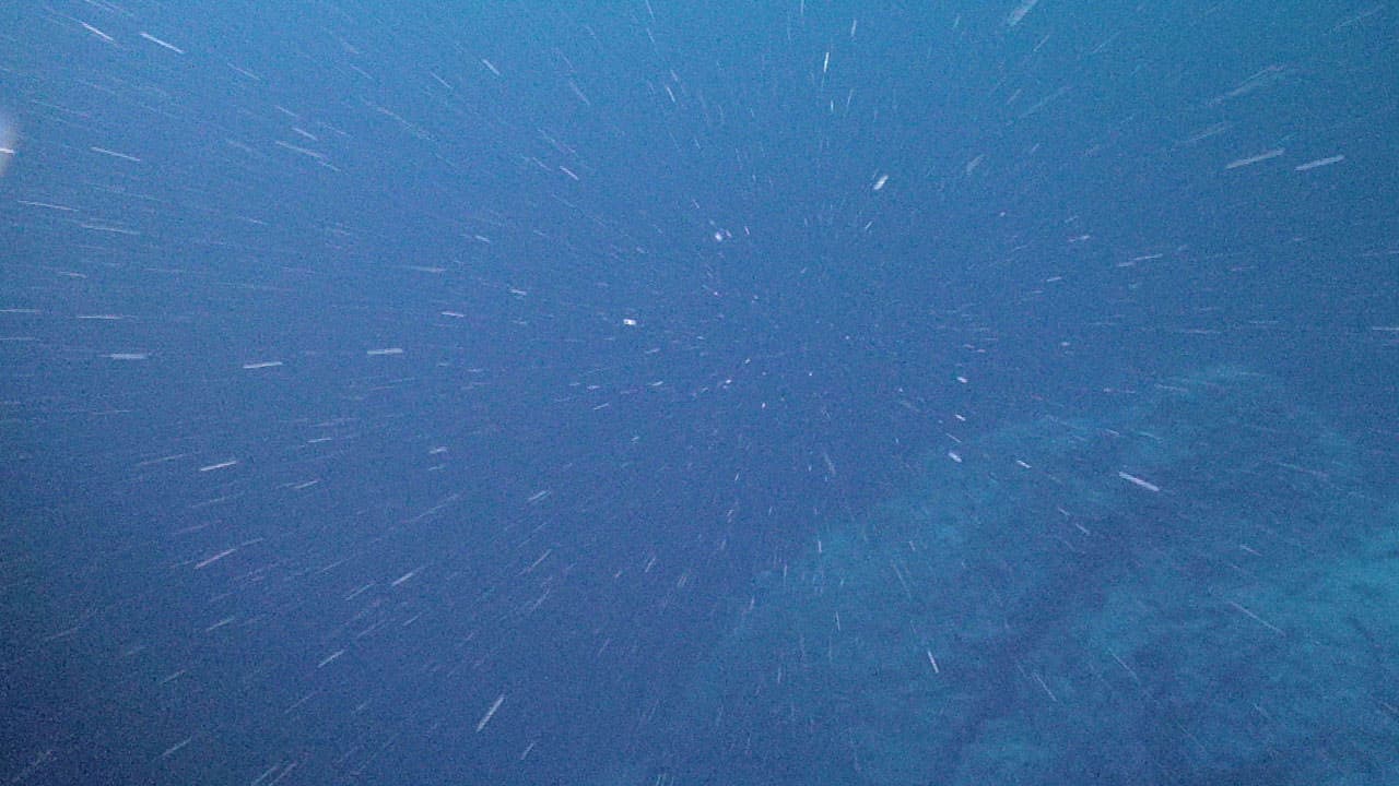 Underwater photograph of the Marina snow