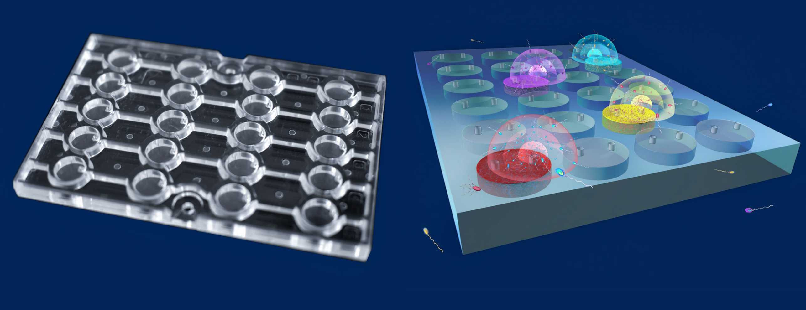 Left: a microfluidic chip. Right: Using the microfluidic chip to test how and whether microbes react to certain substances.