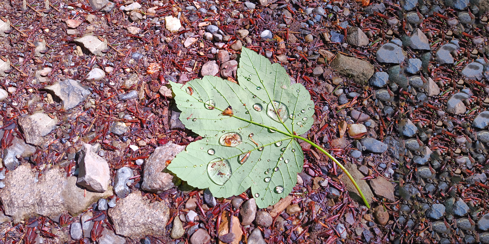 Leaf of a tree, lying on the forest floor, with water drops on it.