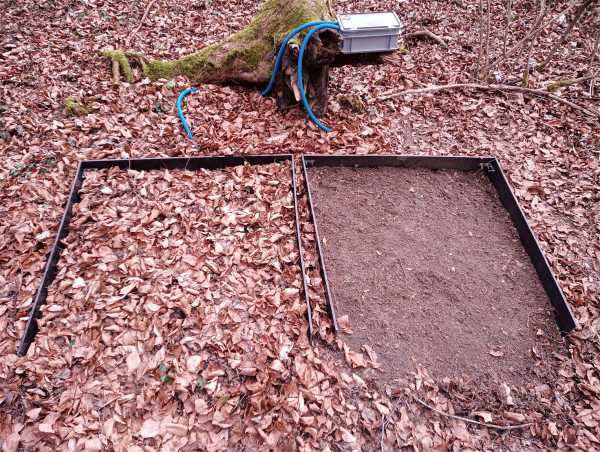 Forest floor, two fields, one for measurement with and one for measurement without litter layer.