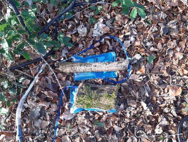 Wood in the forest and blue tubes measuring the water content in dead wood.