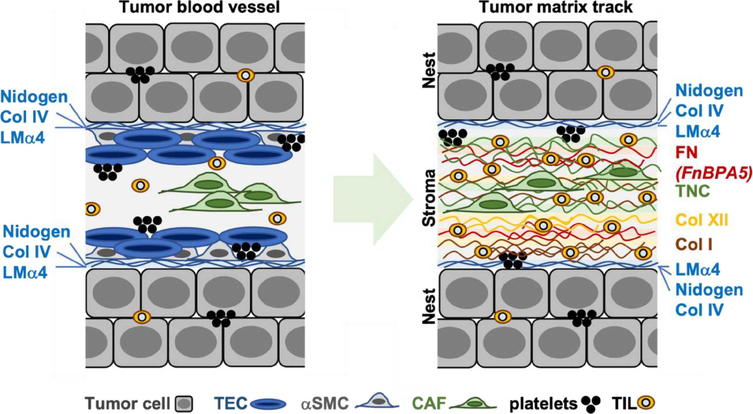 Schematic representations of a tumour blood vessel (l.) and a matrix channel that has emerged from such a vessel. 