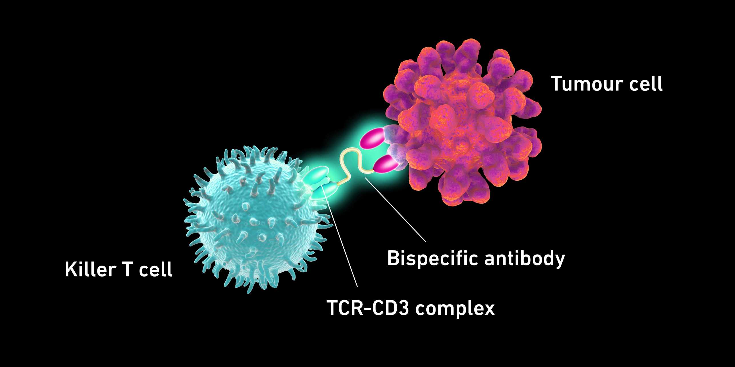 Enlarged view: Illustration showing the relationship between the Killer T cell and the Tumour cell.