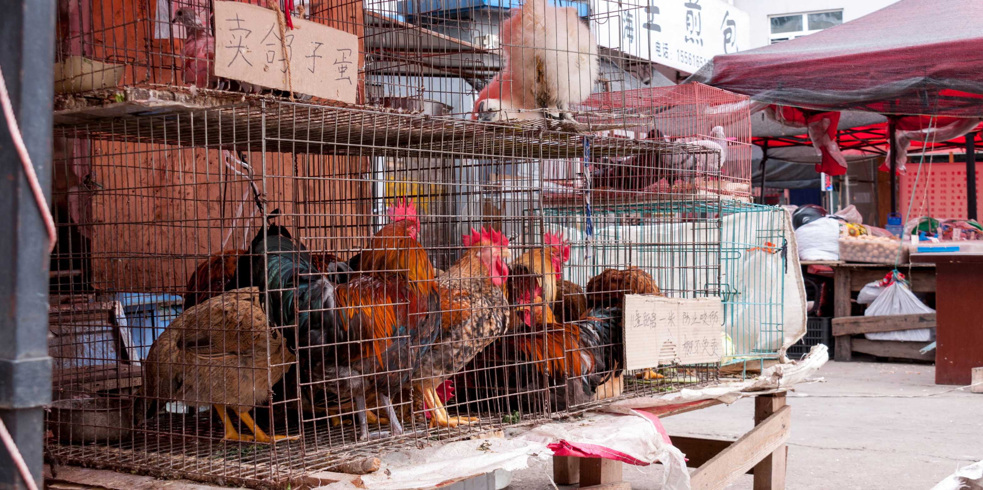 Picture from a market in China where chickens sit tightly crammed in a cage.