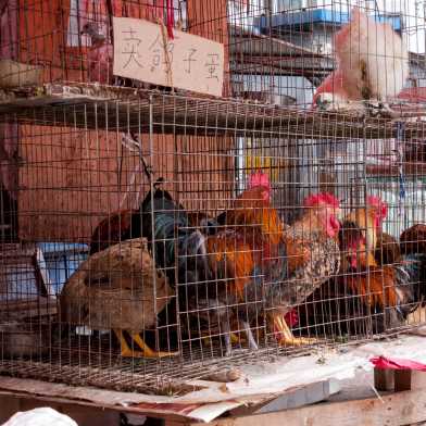 Picture from a market in China where chickens sit tightly crammed in a cage.