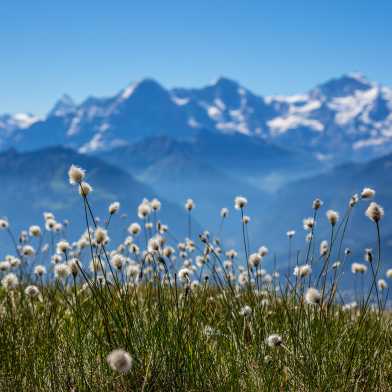 Meadow with flowers, in the background view of a mountain range panorama.
