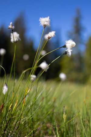 Sheath cotton grass (Eriophorum vaginatum)