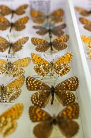 Several Melitea in a display case, different wing patterns recognizable