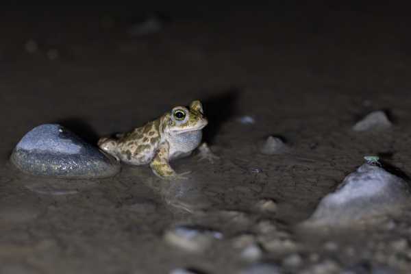 Natterjack toad sitting in water