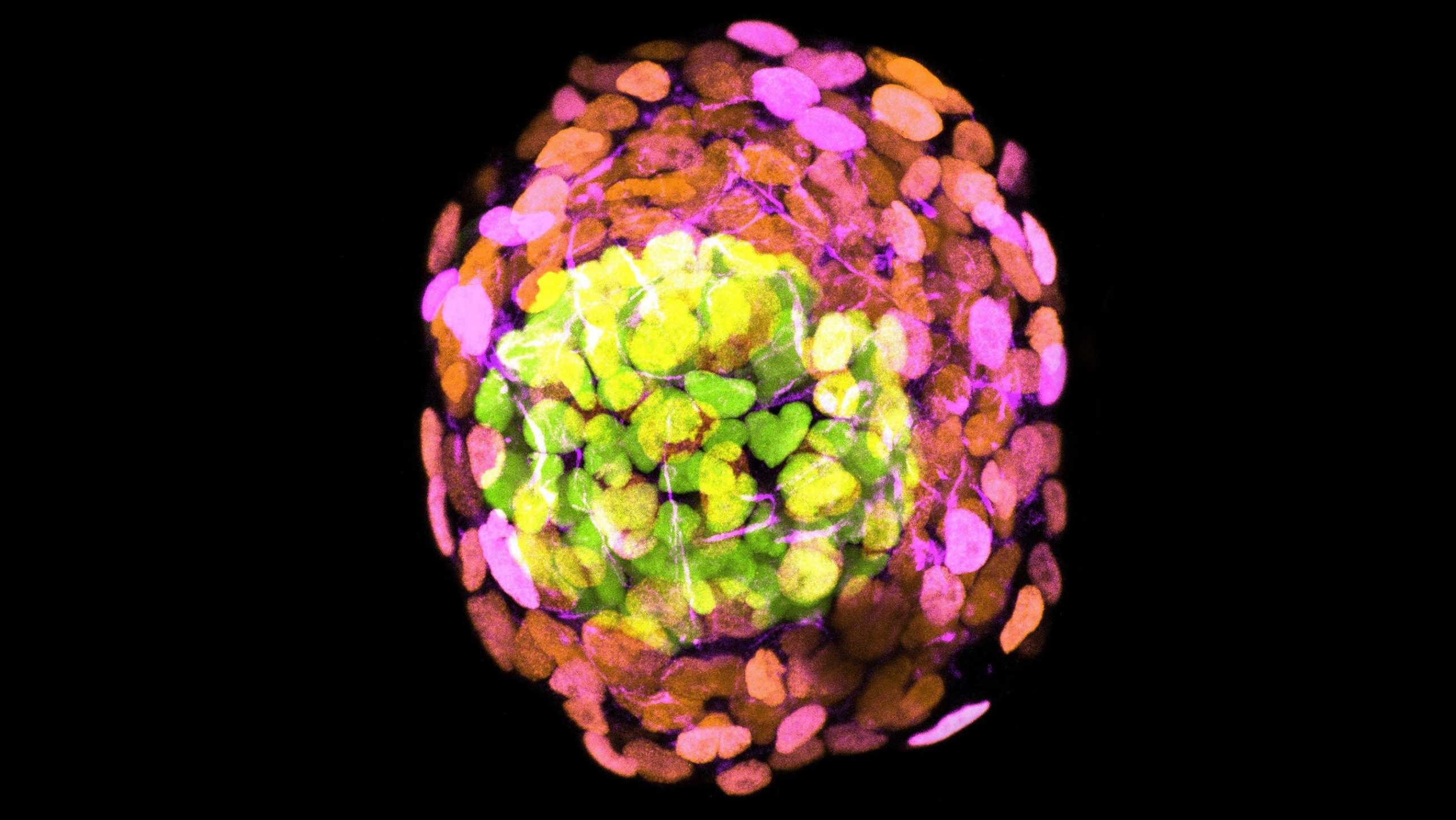 illustration human embryo model 