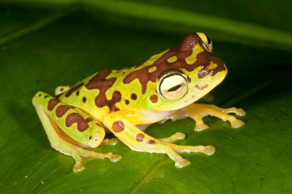 Frog Rhacophorus monticola sitting on a leaf