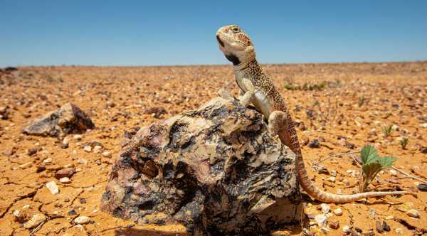 Dragon lizard Ctenophorus gibba on a stone in the desert