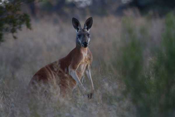 Red giant kangaroo standing upright in a meadow