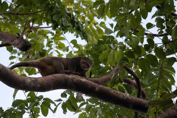 Sulawesi bear cuscus in the branches of a tree